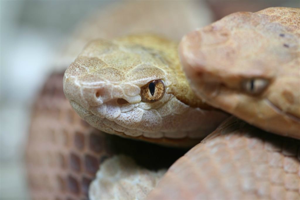 Dieren